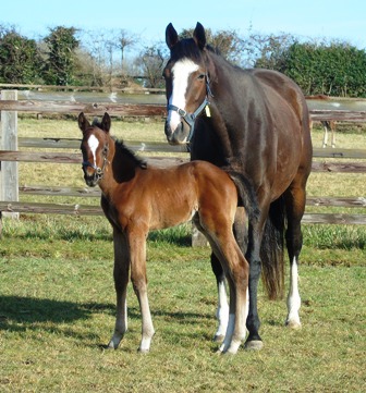 2019 colt by Holy Roman Emperor